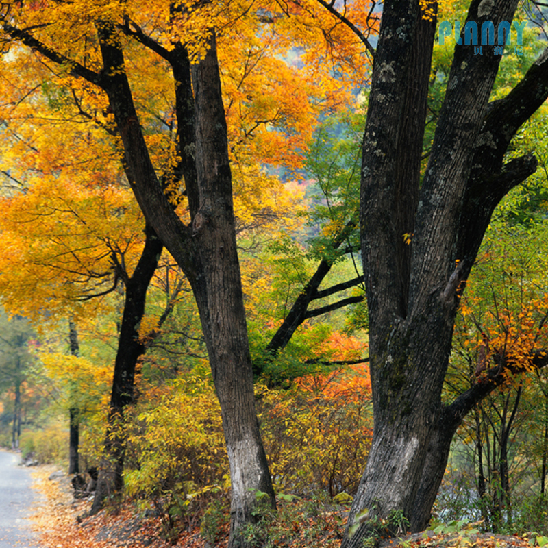 Natural Scenery mural